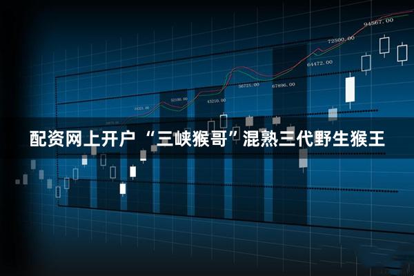 配资网上开户 “三峡猴哥”混熟三代野生猴王